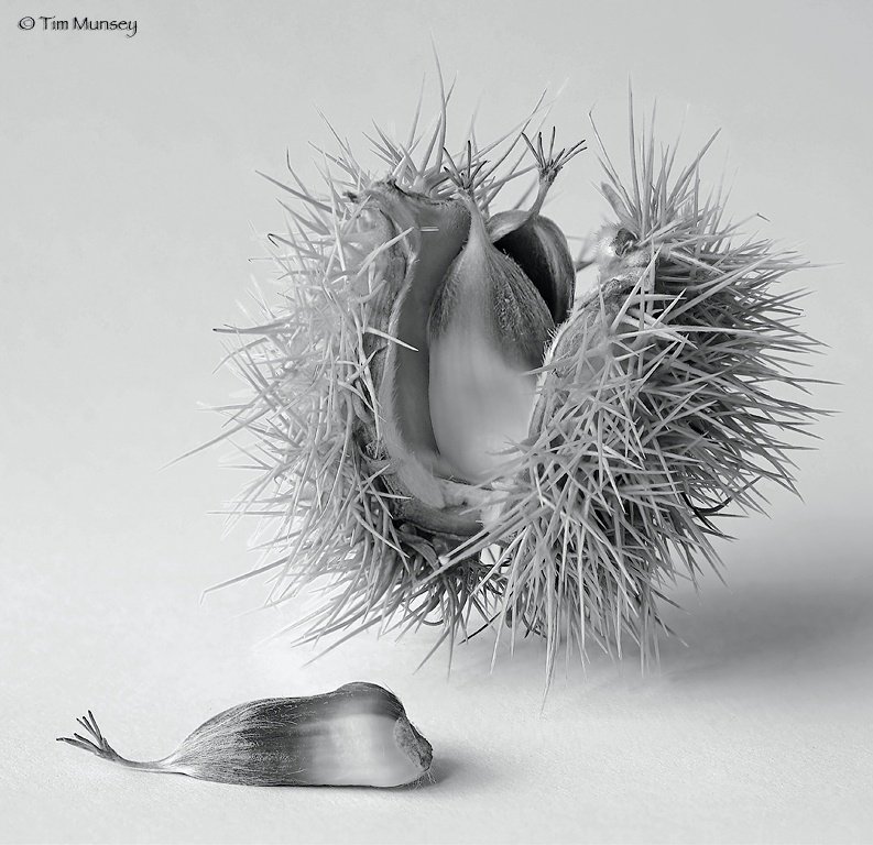 Chestnut 2 Black and white.jpg